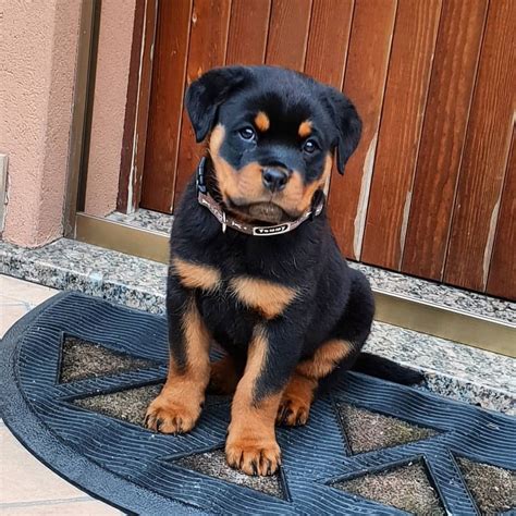 rottweiler welpen kleinanzeigen.